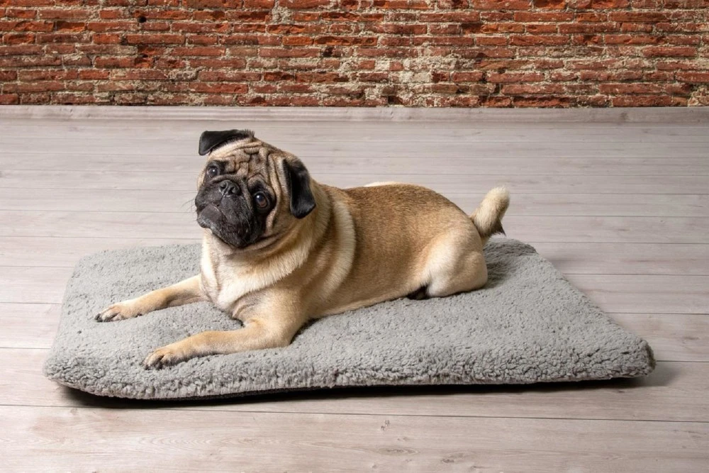 BEEZTEES Liegekissen ITO Memory Foam Grau Oder Beige Für Hunde 4 BEEZTEES Liegekissen ITO Memory Foam Grau Oder Beige Für Hunde – Bild 4