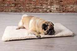 BEEZTEES Liegekissen ITO Memory Foam Grau Oder Beige Für Hunde 10 BEEZTEES Liegekissen ITO Memory Foam Grau Oder Beige Für Hunde -Karlie || KOCH Verkäufe beeztees liegekissen ito memory foam grau oder beige fuer hunde5