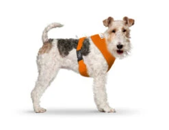 CURLI Brustgeschirr Plush Basic AIR-MESH Orange Für Hunde