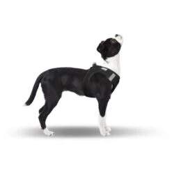 CURLI Brustgeschirr Plush Vest SOFTSHELL Black Für Hunde