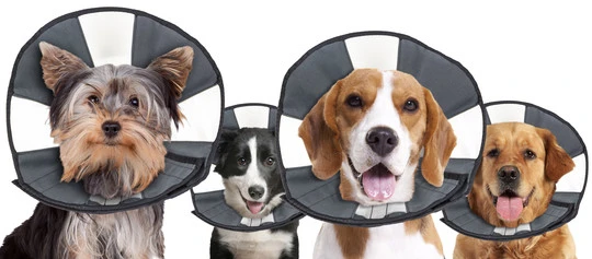 HOLLAND ANIMAL CARE Halskrause ZENPET PROCONE Small 20,3 - 30,5cm Für Hunde 2 HOLLAND ANIMAL CARE Halskrause ZENPET PROCONE Small 20,3 - 30,5cm Für Hunde – Bild 2