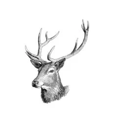 KARLIE Führleine NORDIC LEINE Hirschleder Farbe BISCUIT Für Hunde 7 KARLIE Führleine NORDIC LEINE Hirschleder Farbe BISCUIT Für Hunde -Karlie || KOCH Verkäufe karlie fuehrleine nordic leine hirschleder farbe biscuit fuer hunde3