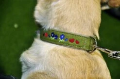 KARLIE Halsband FILZHALSBAND ENZIAN BY HEINO Grün Für Hunde -Karlie || KOCH Verkäufe karlie halsband filzhalsband enzian by heino gruen fuer hunde4