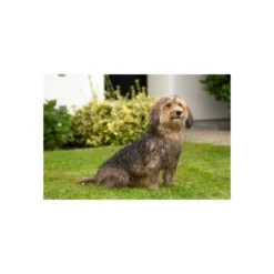 KARLIE Hygiene Doggy SHOWER Quick Wash Blau Rund 60 X 60 X 45cm Für Kleine Hunde 9 KARLIE Hygiene Doggy SHOWER Quick Wash Blau Rund 60 X 60 X 45cm Für Kleine Hunde -Karlie || KOCH Verkäufe karlie hygiene doggy shower quick wash blau rund 60 x 60 x 45cm fuer kleine hunde4