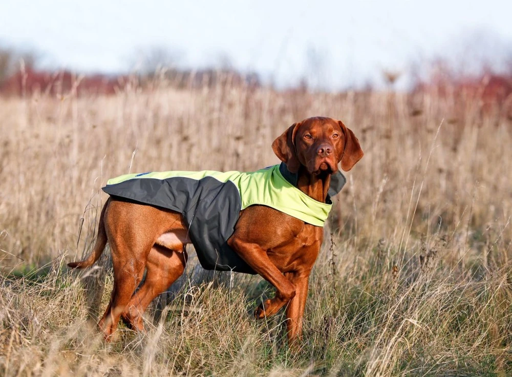 KARLIE TOUCHDOG Hundemantel OUTDOOR Gelb CRASH COAT Für Hündinnen Und Rüden 4 KARLIE TOUCHDOG Hundemantel OUTDOOR Gelb CRASH COAT Für Hündinnen Und Rüden – Bild 4