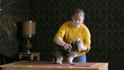 WAHL Schermaschine MOSER 1400 CLIPPER Kraftvoll Für Kleine Hunde -Karlie || KOCH Verkäufe wahl schermaschine moser 1400 clipper kraftvoll fuer kleine hunde7