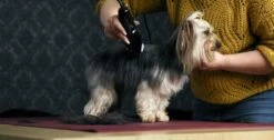 WAHL Schermaschine MOSER 1400 CLIPPER Kraftvoll Für Kleine Hunde -Karlie || KOCH Verkäufe wahl schermaschine moser 1400 clipper kraftvoll fuer kleine hunde8
