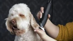 WAHL Schermaschine MOSER MAX 50 CLIPPER Kraftvoll Für Katzen Und Hunde -Karlie || KOCH Verkäufe wahl schermaschine moser max 50 clipper kraftvoll fuer katzen und hunde6