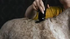 WAHL Schermaschine MOSER MAX 50 CLIPPER Kraftvoll Für Katzen Und Hunde -Karlie || KOCH Verkäufe wahl schermaschine moser max 50 clipper kraftvoll fuer katzen und hunde7