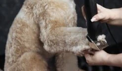 WAHL Schermaschine MOSER MAX 50 CLIPPER Kraftvoll Für Katzen Und Hunde -Karlie || KOCH Verkäufe wahl schermaschine moser max 50 clipper kraftvoll fuer katzen und hunde8