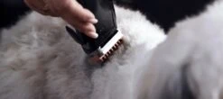 WAHL Schermaschine MOSER REX CLIPPER Sehr Leise Für Hunde -Karlie || KOCH Verkäufe wahl schermaschine moser rex clipper sehr leise fuer hunde6