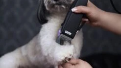 WAHL Schermaschine MOSER REX CLIPPER Sehr Leise Für Hunde -Karlie || KOCH Verkäufe wahl schermaschine moser rex clipper sehr leise fuer hunde7