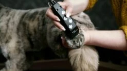 WAHL Tierhaartrimmer MOSER REX Mini CLIPPER Besonders Leise Für Hunde 11 WAHL Tierhaartrimmer MOSER REX Mini CLIPPER Besonders Leise Für Hunde -Karlie || KOCH Verkäufe wahl tierhaartrimmer moser rex mini clipper besonders leise fuer hunde5