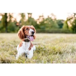 WEENECT Sicherheit Weltkleinste GPS-Tracker XS Mit 1-Sek-Live Tracking Für Hunde -Karlie || KOCH Verkäufe weenect sicherheit weltkleinste gps tracker xs mit 1 sek live tracking fuer hunde5